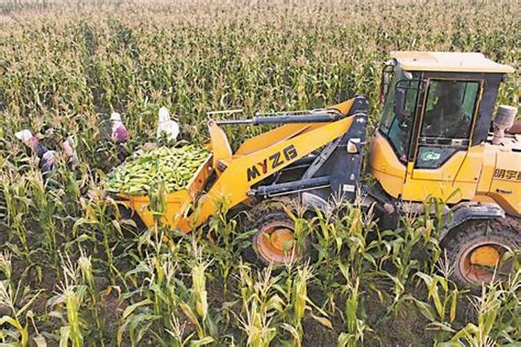 影响玉米授粉的农药有哪些