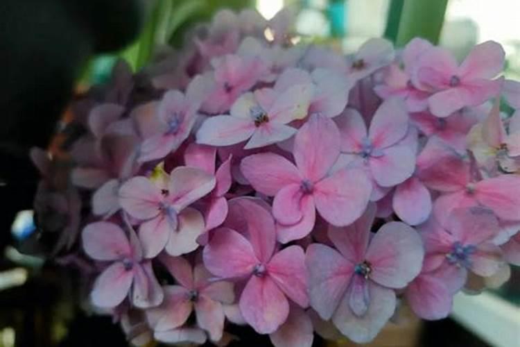 兰花喷叶面肥有哪些禁忌？