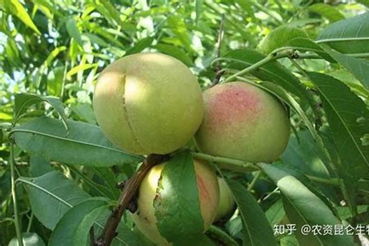 金浩斯特三个15复合肥是真是假