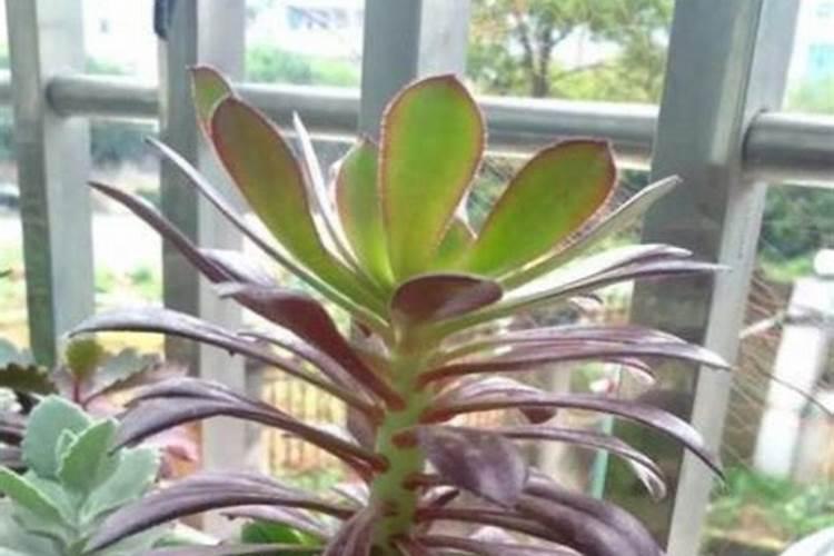 蝴蝶兰的叶子变得很薄了什么原因