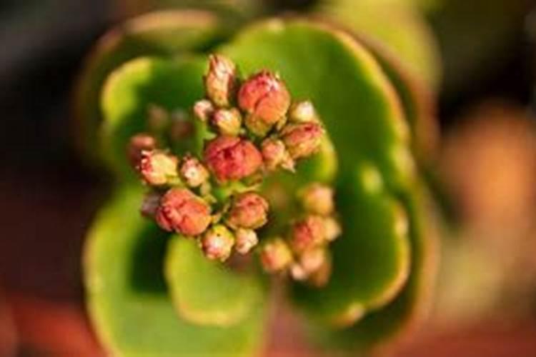 金鱼吊兰叶子变薄是怎么回事