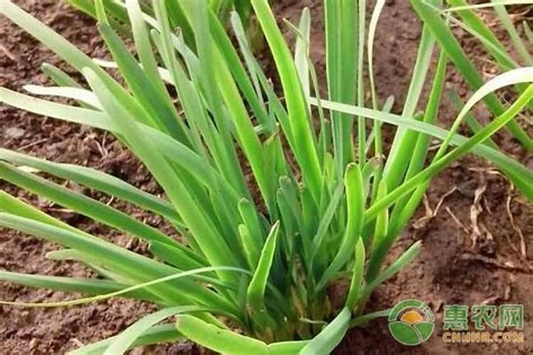 韭菜专用肥能给绿萝用吗？