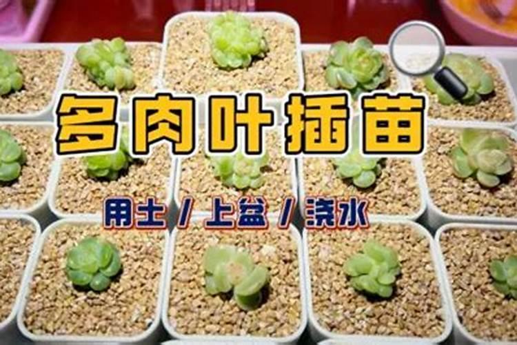 多肉叶插苗长的很慢,能不能施肥,施什么肥比较好,大神推荐个