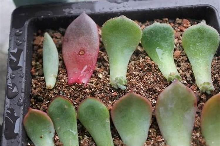 叶插多肉怎么养长得快,什么时候去掉母叶