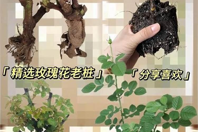 玫瑰施肥方法,用什么肥好