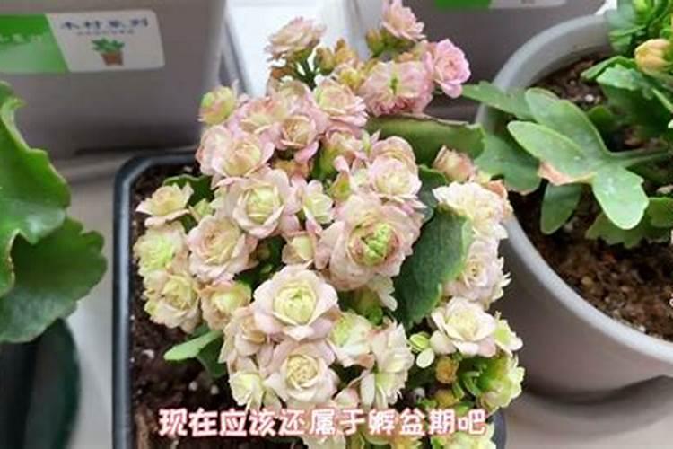 长寿花叶子小怎么办