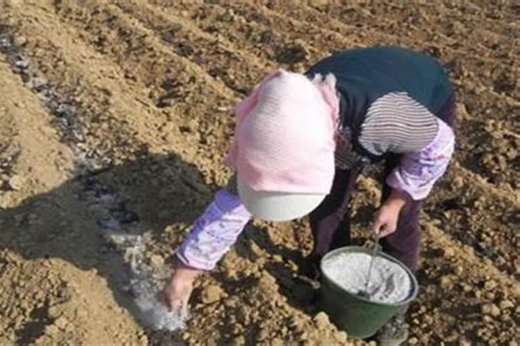 果树用水溶肥好还是复合肥好(复合肥可以兑水浇果树吗)