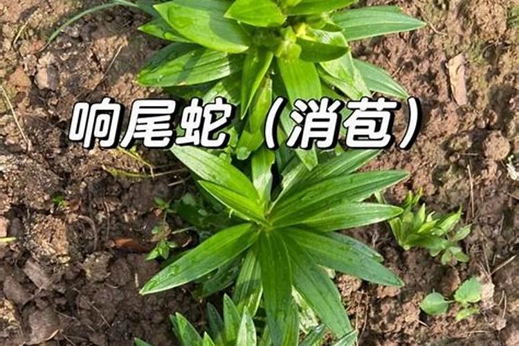 竹子叶子卷起来是什么原因