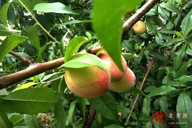 包头市益祥农业科技有限公司怎么样？