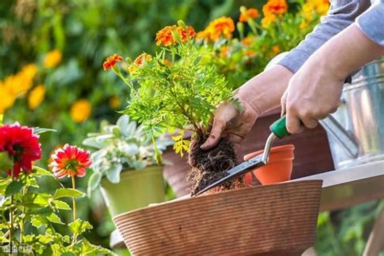 种花放肥方法