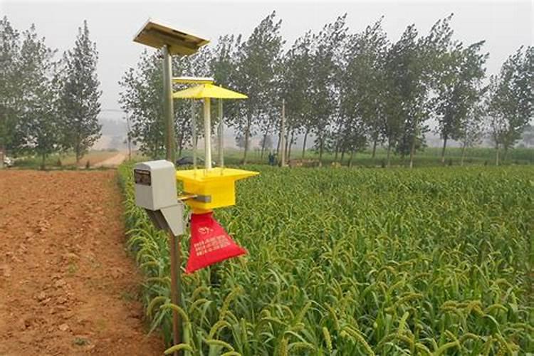 杀虫双可以打玉米吗,在玉米上使用会不会出现药害