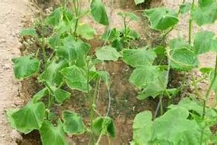 施肥烧根几天可以看出来烧根如何补救