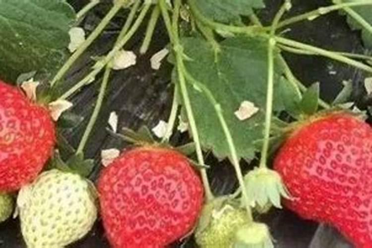 芸苔素内酯使用浓度过高和过低