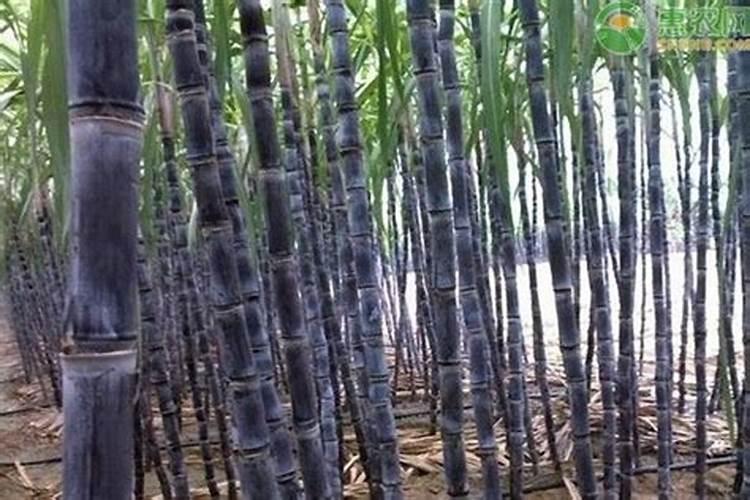 钾肥怎么用效果最好