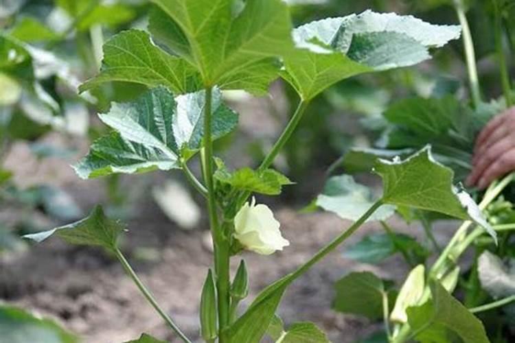 大蒜适宜和哪些蔬菜套种,能一举两得,实现双丰收？