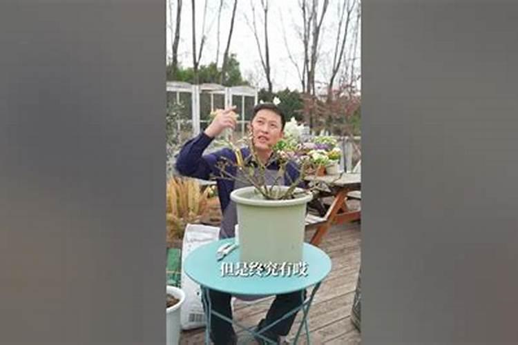 月季花怎么养护和施肥