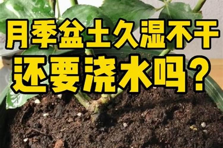 月季怎么施肥 月季施肥方法