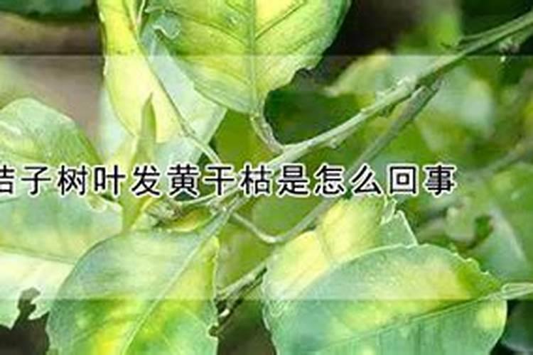 橘子树有橘子了,树叶发黄发白怎么办？
