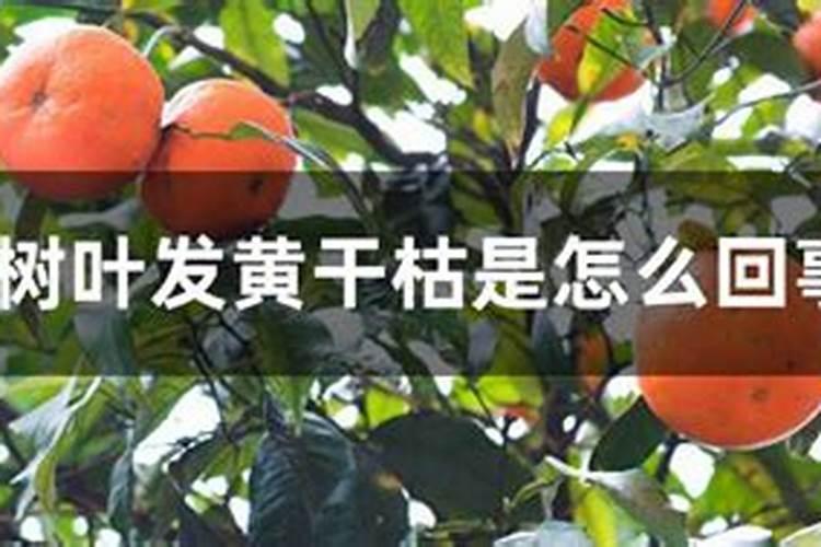 我买的一盆桔子树叶子卷起来 慢慢变黄怎么办啊