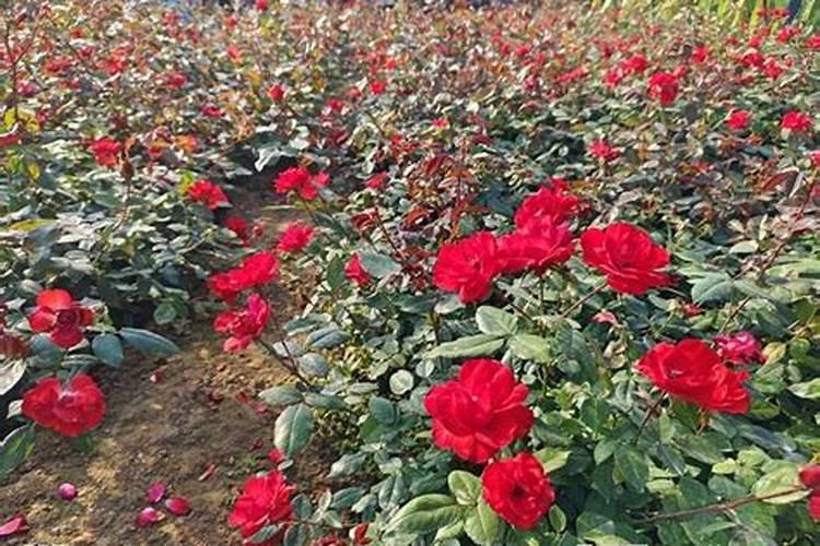 新植灌木多久可以施肥 新种植灌木应该几时施肥？