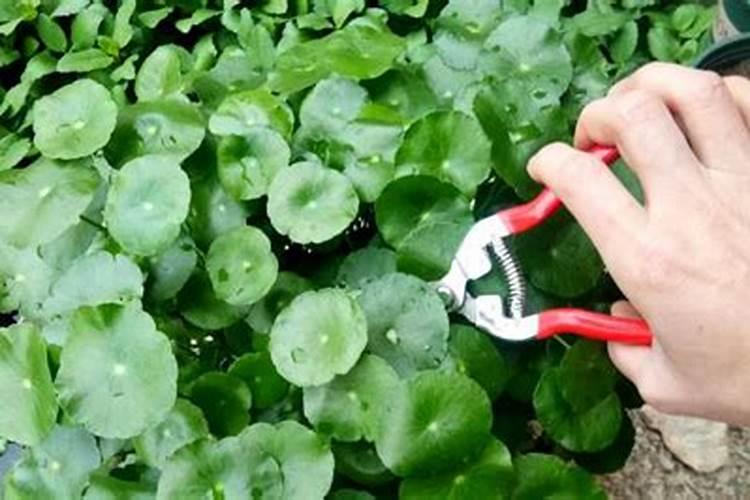 水培铜钱草施什么肥 需要怎么栽种