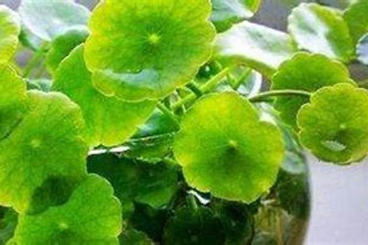 水培铜钱草施什么肥