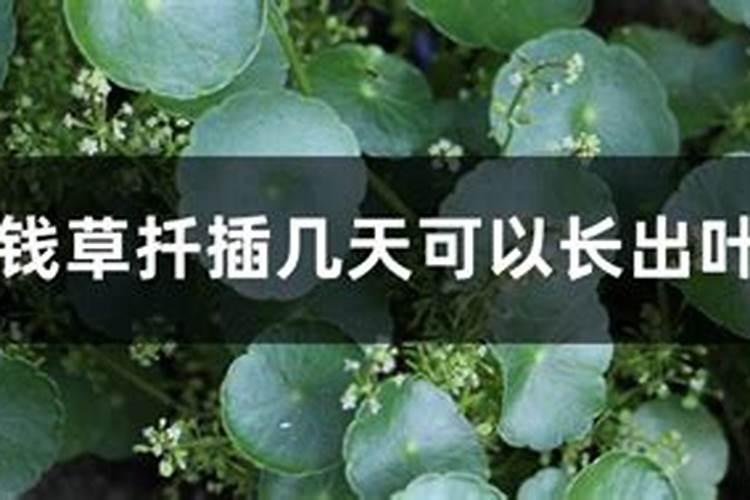 水培铜钱草施什么肥
