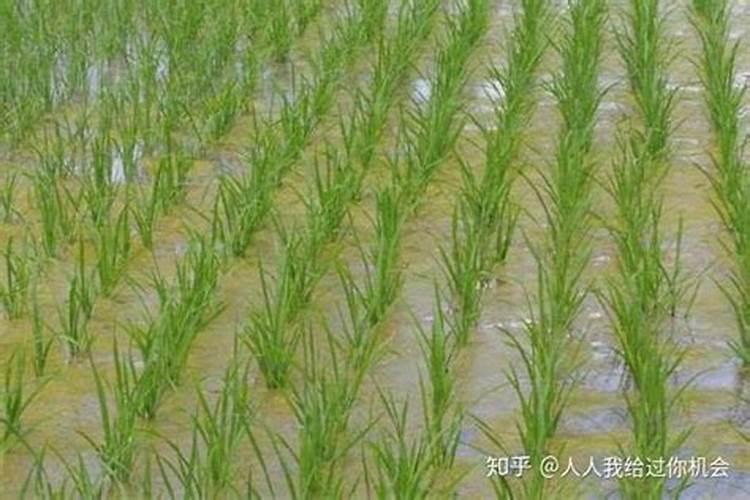 水稻孕穗期施啥肥好