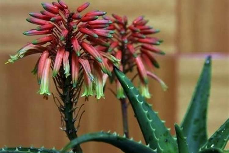 芦荟怎么种植长得快