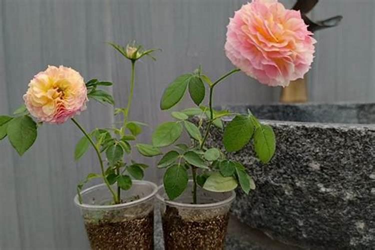 月季小苗怎么养长得快 月季小苗怎么种