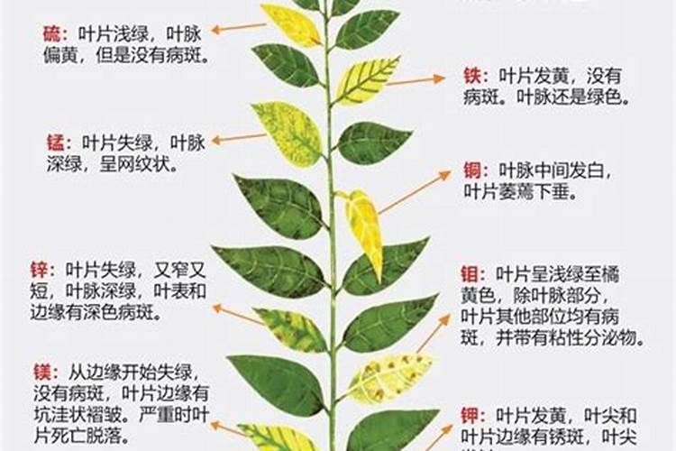 罗布泊硫酸钾镁肥里的营养对柑橘生长有啥好处呀？