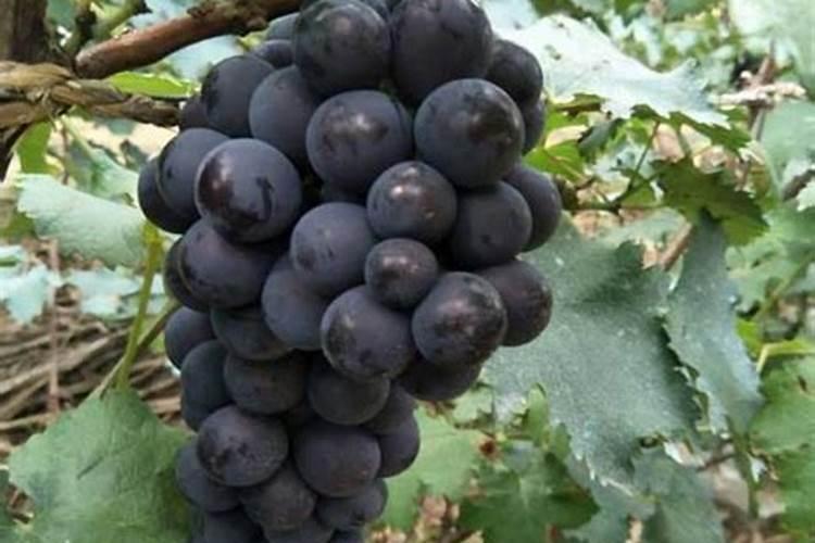 第一年新种的葡萄苗该施什么肥料