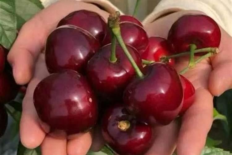 种车厘子要什么化肥