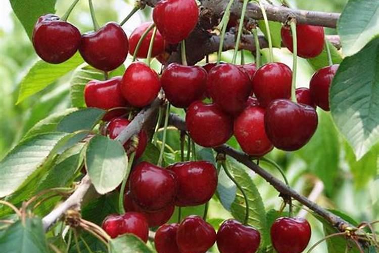 车厘子追肥用什么肥料好？车厘子用哪种水溶肥能增产？车厘子如何施肥？