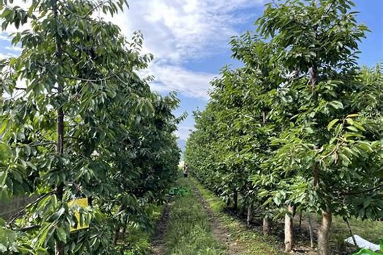 车厘子树苗用什么肥