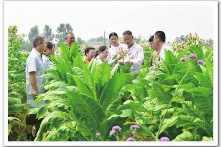 一亩烤烟用多少钾肥 什么时候施钾肥好