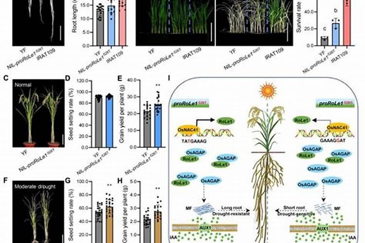 水稻施肥方法是什么？用量多少？