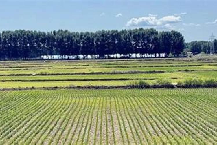 旱稻铺地肥是控制的好还是复合肥好？