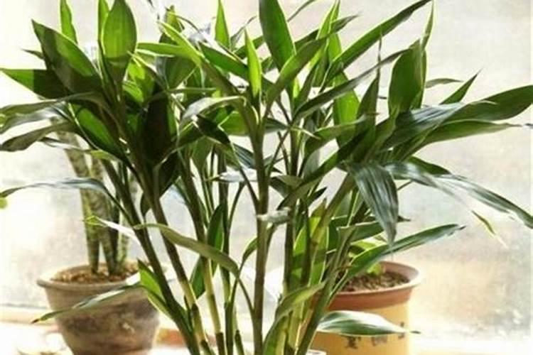 水养观音竹没有营养液,还可以放什么肥料？