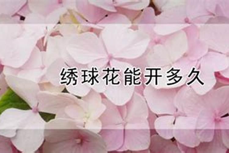 绣球花苞期间如何养护
