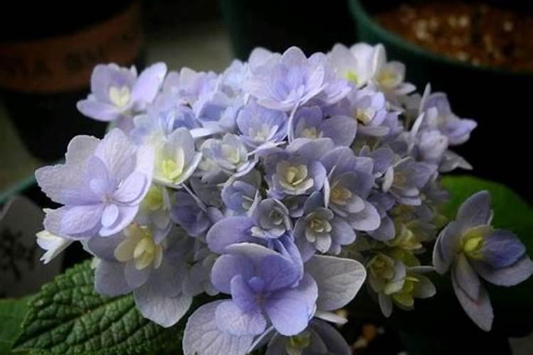 绣球花怎样才能长更多的花苞