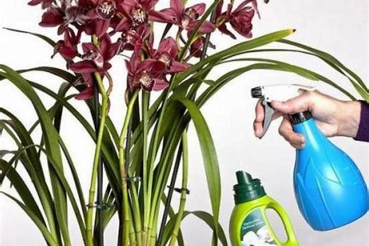 兰花喷叶面肥和浇水需要注意些什么