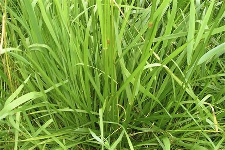 黄杨有哪些品种名称(常见的黄杨种类介绍)