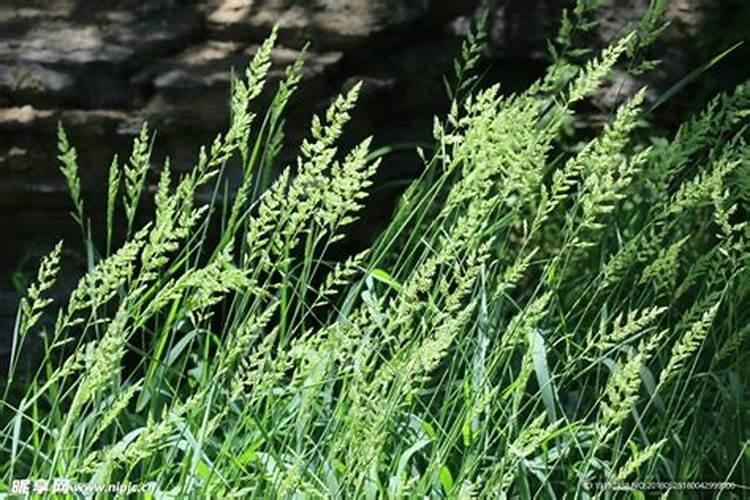 晒金柏是怎样的一种植物,能详细介绍一下吗？谢谢!