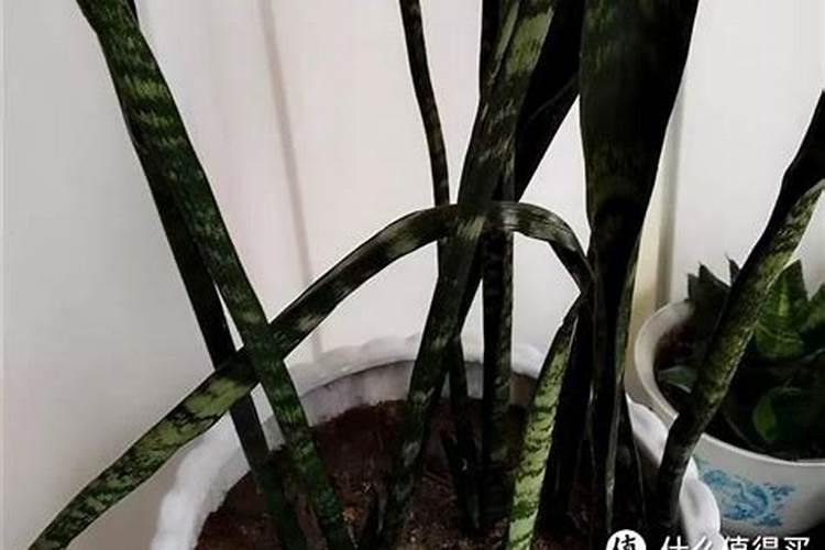 虎皮兰施什么肥好