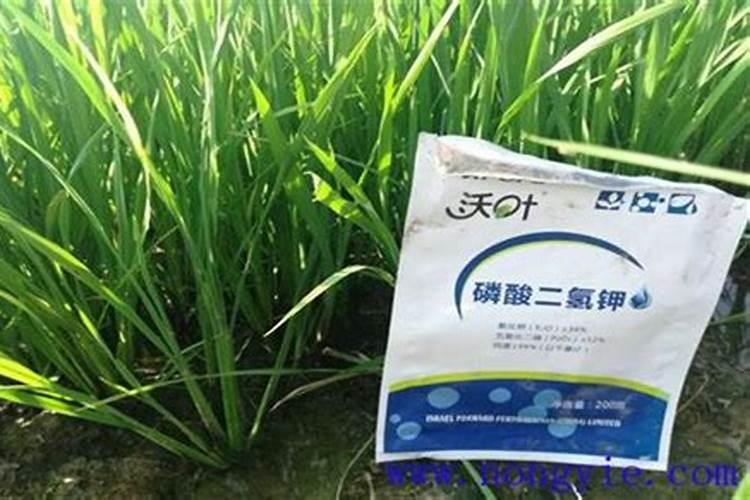 蔬菜怎么用磷酸二氢钾效果好