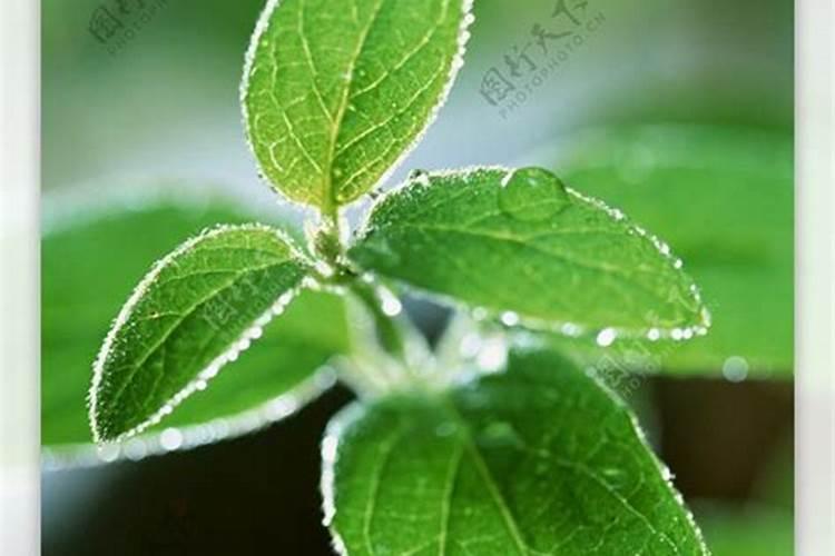 10种常见蔬菜健康指数分析,你吃的健康吗？