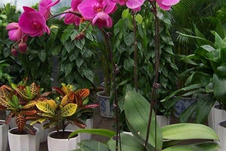 氮肥适合浇什么花