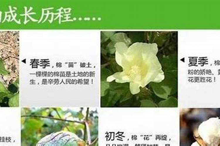 棉花种植使用黄腐酸钾什么时候合适？种植棉花增产施肥如何做