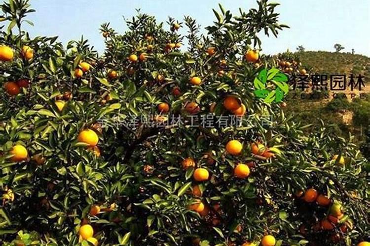 早熟苹果几月份施肥最好？